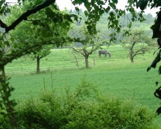 View from our terrace of the vets horse